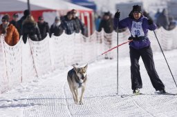Lenk 2013